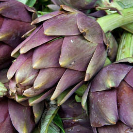 Artichaut violet de Provence