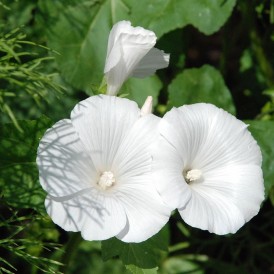 Petunia nain Blanc
