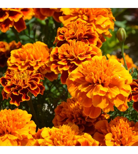 OEILLET D'INDES A Fleurs Simples Orange et Brun-Rouge - Graines paysannes  artisanales