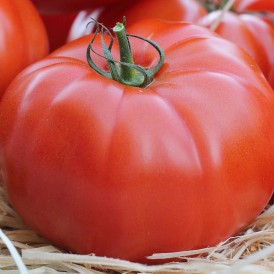 Tomate Marmande Bio