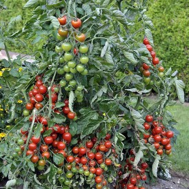 Tomate Cerise Gartenperle