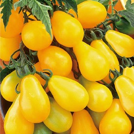 Tomate Yellow Pearsheaped
