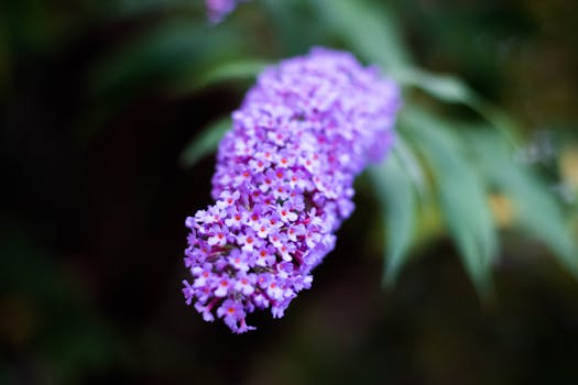 photo buddleia