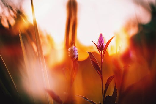 photo celosia cristata