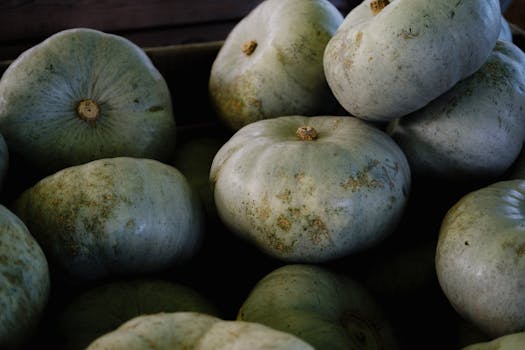 photo courge ronde
