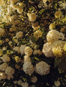 photo fleurs en forme de pompon