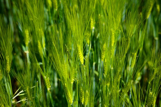 photo graines de millepertuis