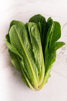 photo laitue romaine