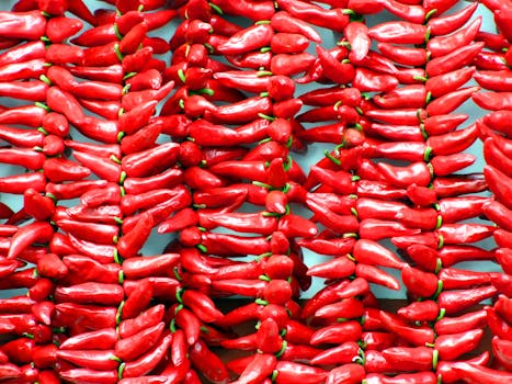 photo piment ornemental