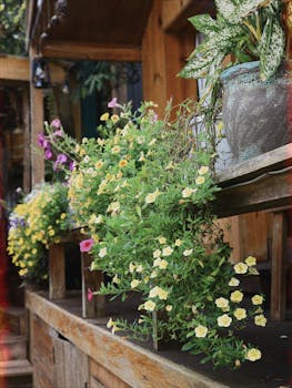 photo planter petunia
