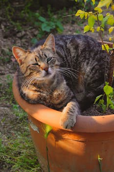 photo potiron planter