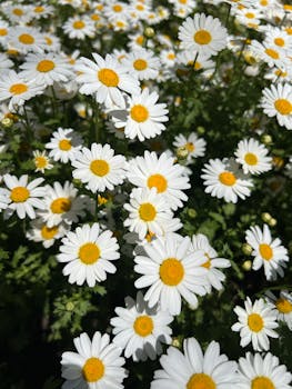 photo statice fleur