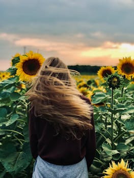 photo tournesol nain