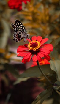 photo zinnia geant